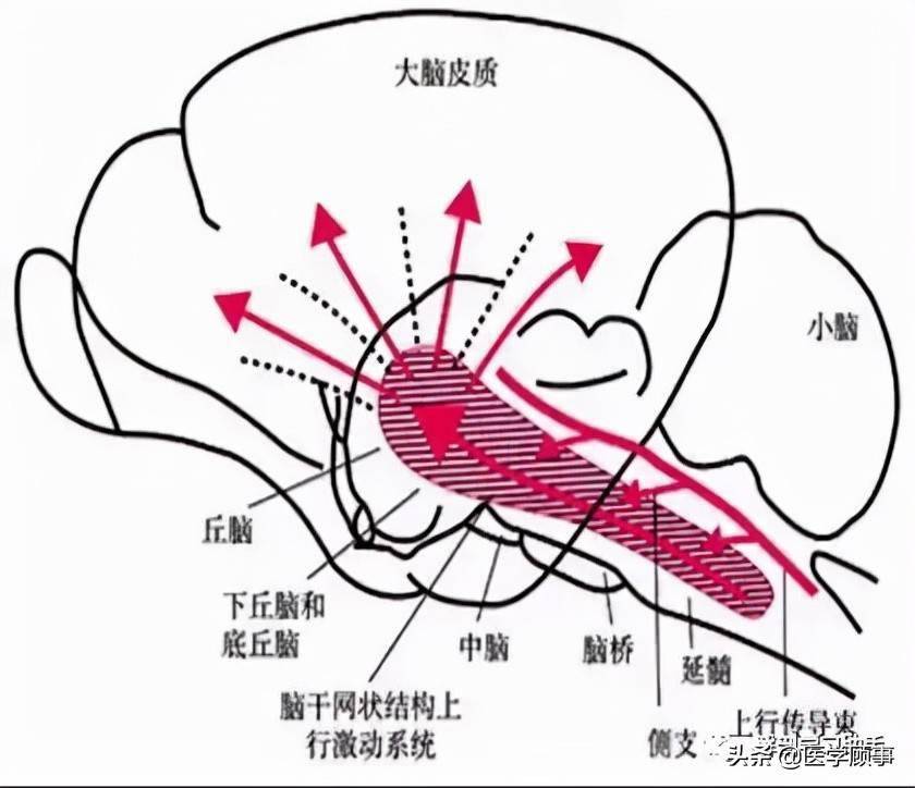 脑干解剖和结构