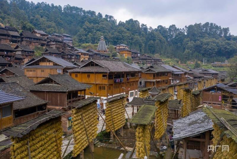 贵州从江侗寨禾晾晒丰收