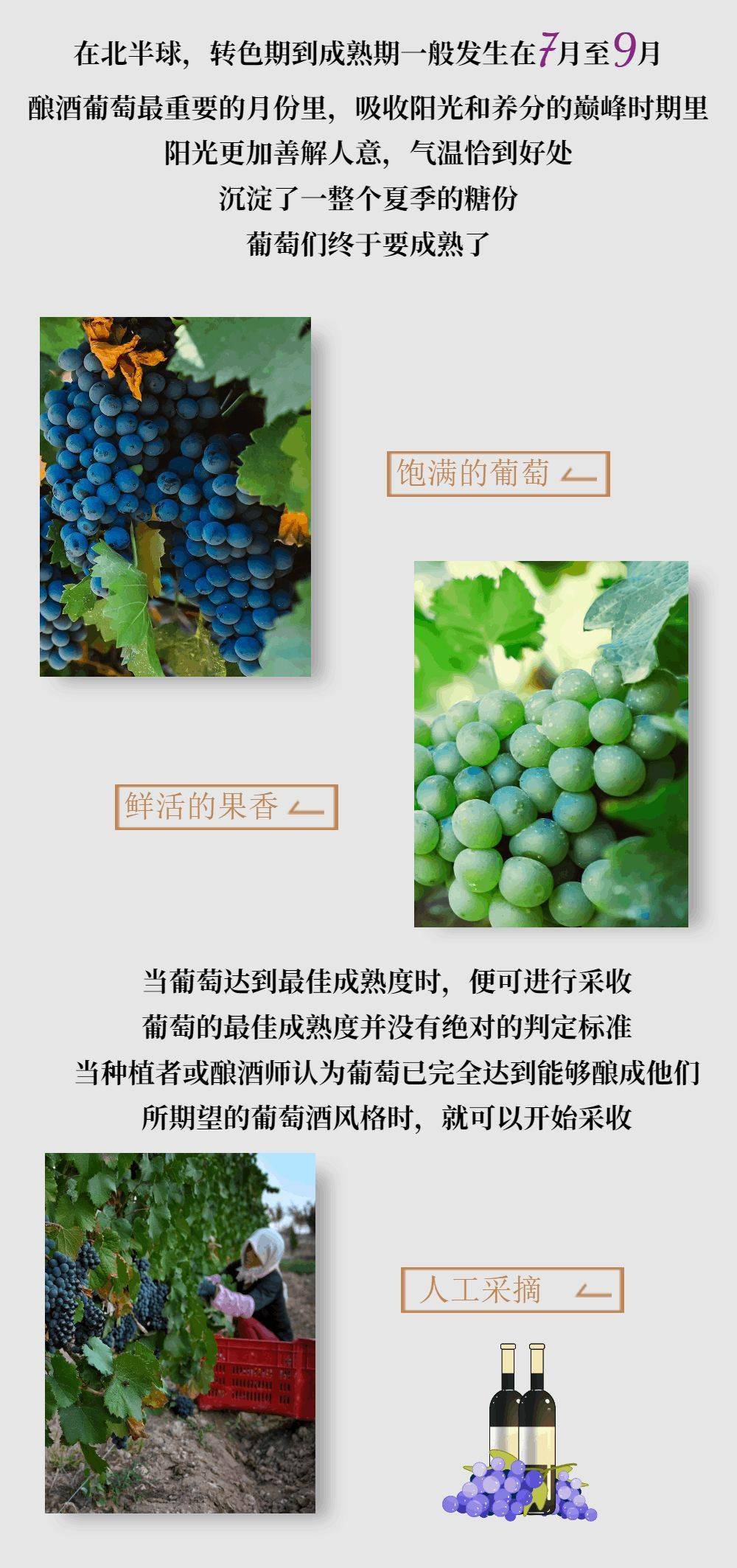 com|一瓶葡萄酒的酿造需要多久?