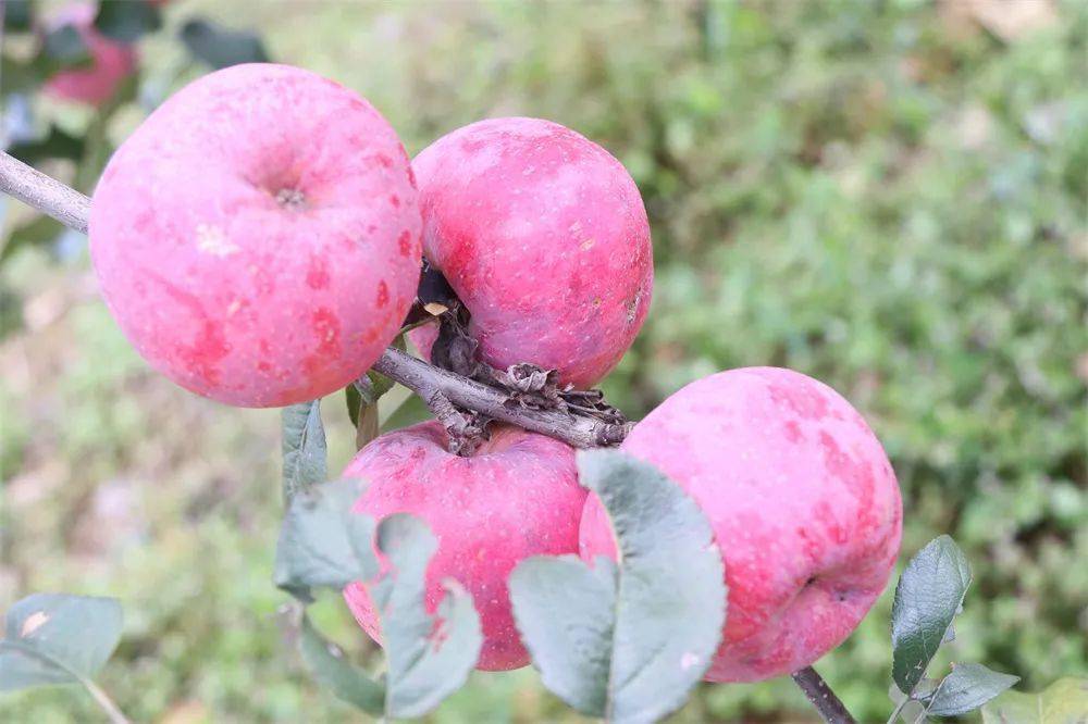 会泽扯苹果的走啦来跟我们一起采摘苹果线下交友