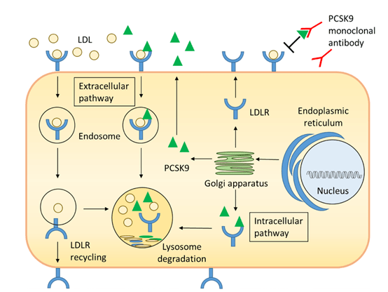 盘点| 恒瑞医药,君实生物,信达生物等都在开发,pcsk9靶点有何潜力?