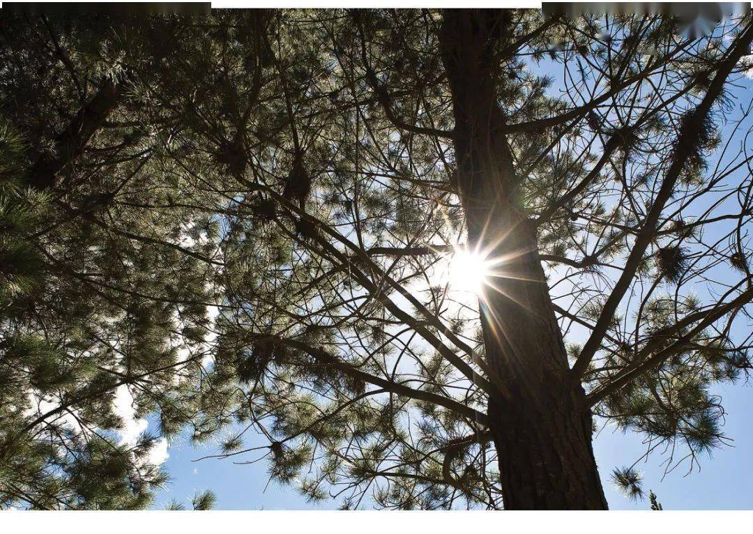 走进新西兰林业第五集新西兰辐射松为建筑而生