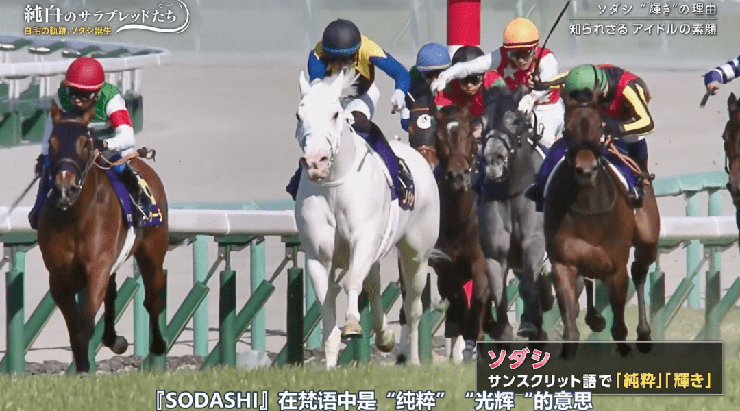 白马|世界最强，马中妲己！日本一本白马写真力压明星夺得销售榜第三名？看完后我理解了…