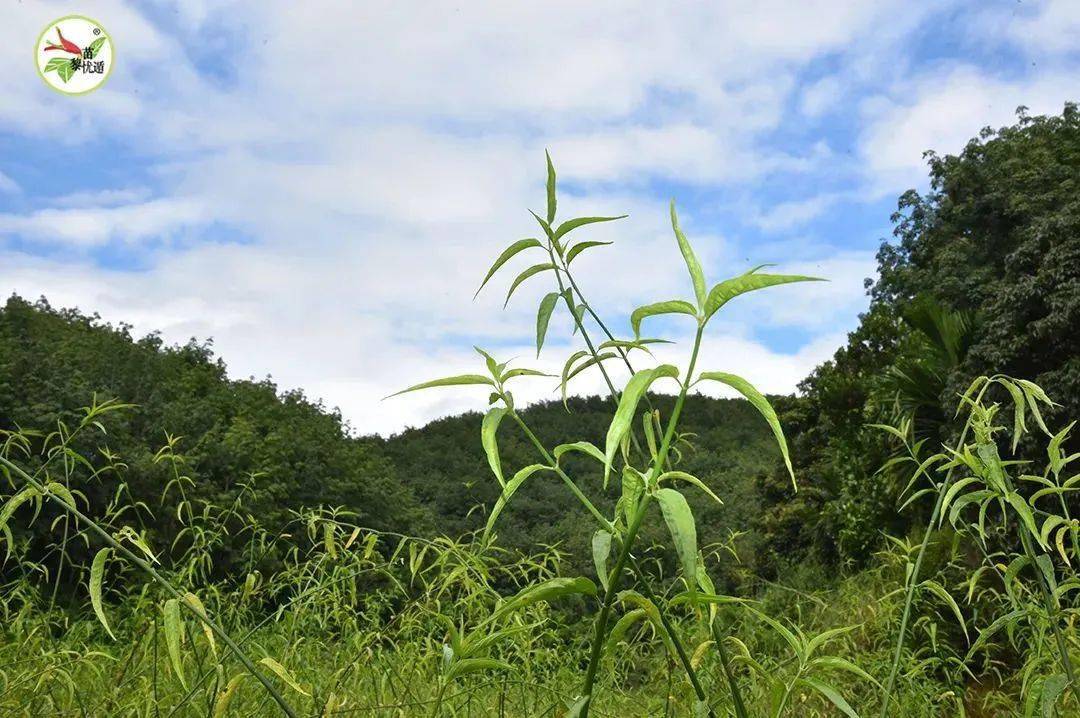 环境优越孕育佳品一起来感受五指山忧遁草的独特魅力