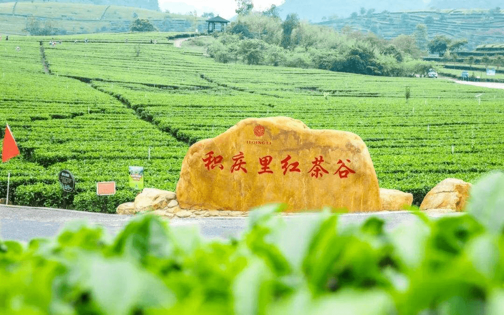 一起去品香醇甜润的英红九号红茶,感受英德红茶的无穷韵味