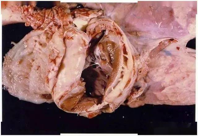 猪心肺疾病解剖图,你认识多少?