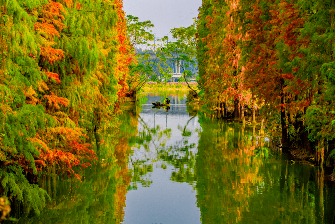 收藏 美成壁纸的秋日佛山 超惊艳 容铸华