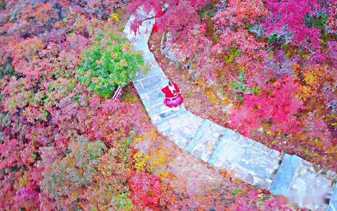 你看你看 这些山悄悄在改变 漫山红叶美醉了巩义的秋天 寿山