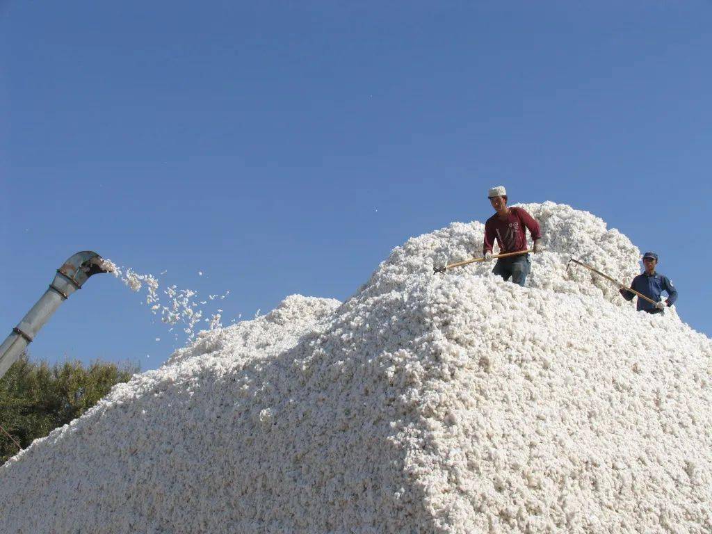 万源棉业有限公司作为昌吉州级农业产业化重点龙头企业,在收购加工