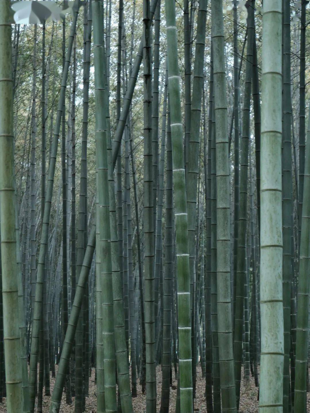 有味|花草果蔬里，日日是好日