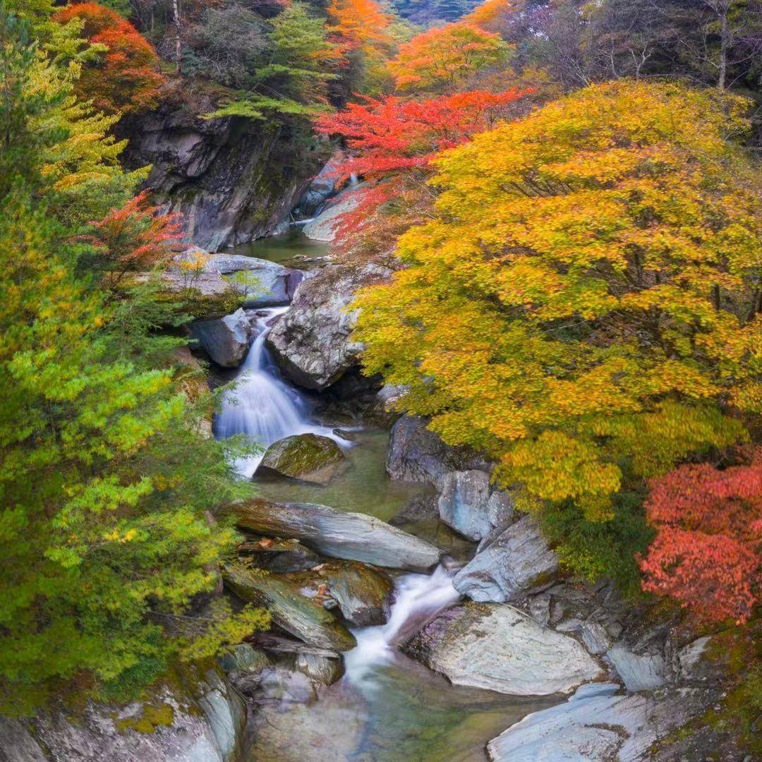 唐家河|大熊猫国家公园开启红叶节 在漫山红叶中邂逅野生动物