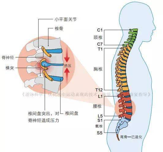 游泳时下背部疼痛你注意过吗改进技术避免疼痛