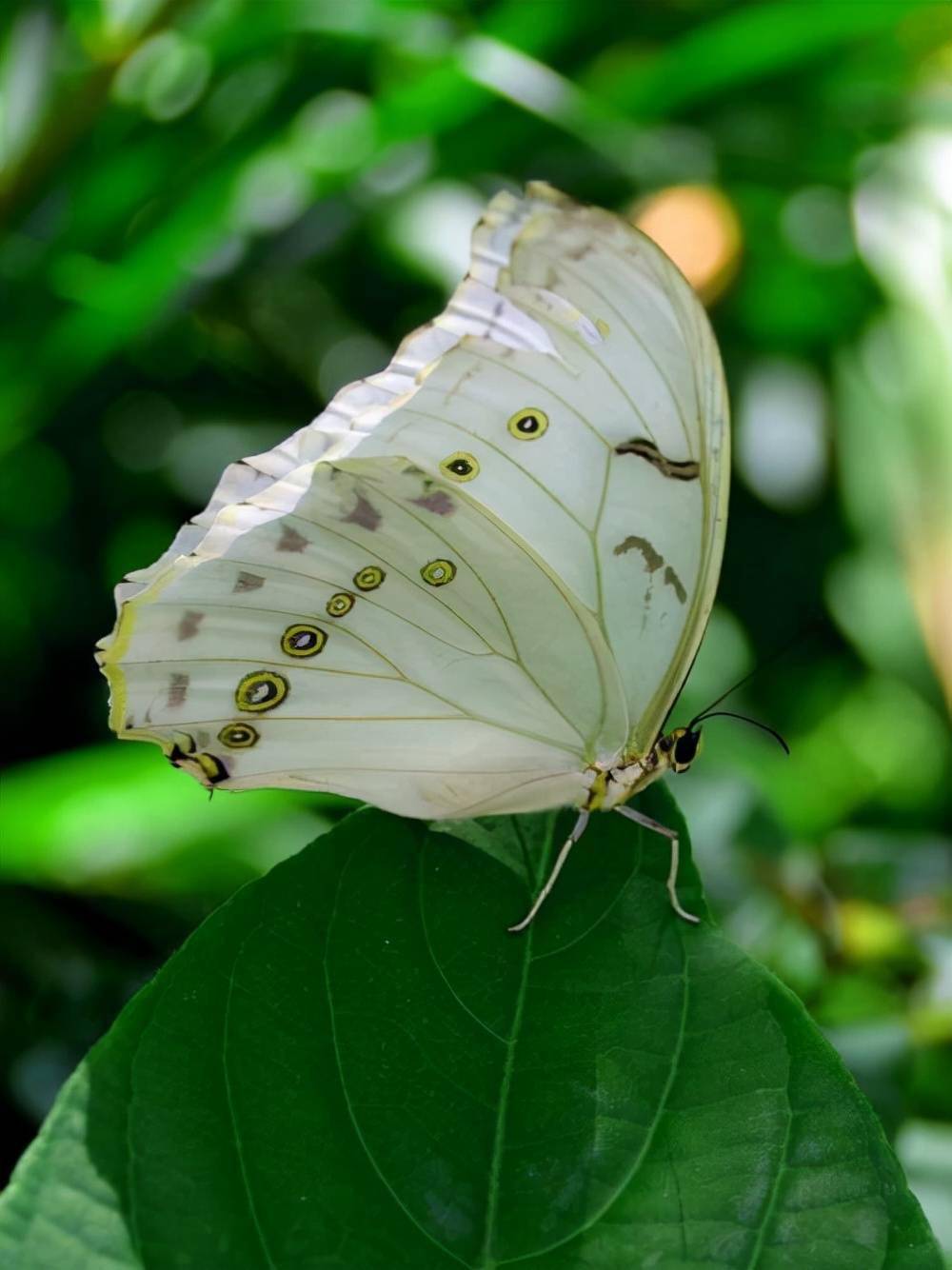 盘点大自然界中的那些黑色与白色的"神奇动物"_蝴蝶