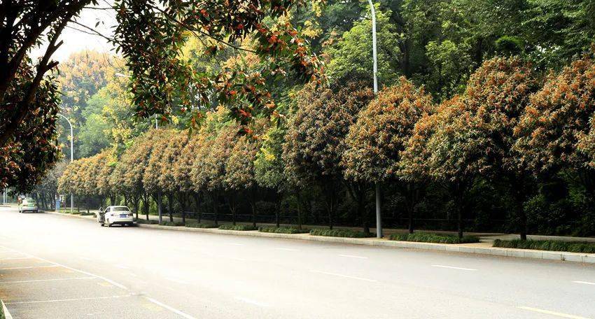 桂花独占三秋压群芳在园林中的应用有