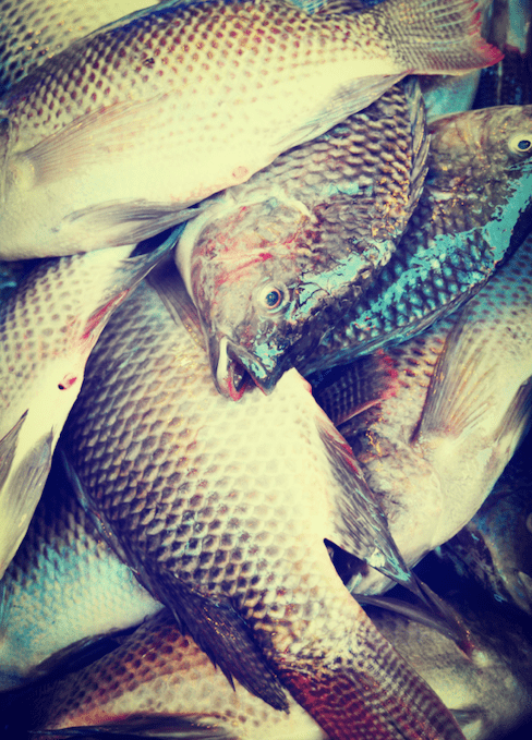 爆发|79人感染7人死亡！致命病菌爆发！厦门人，最近吃鱼要小心！