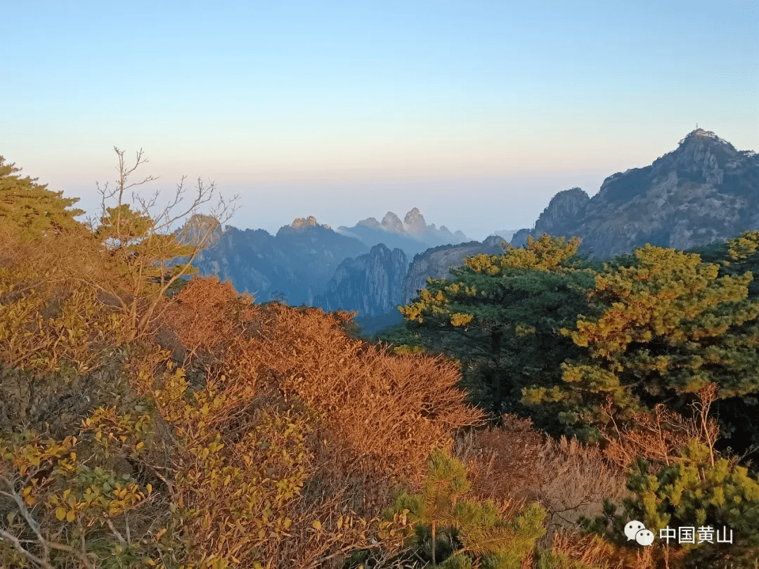 近日,黄山风景区赏秋正当时,连日的好天气带来一片璀璨缤纷.