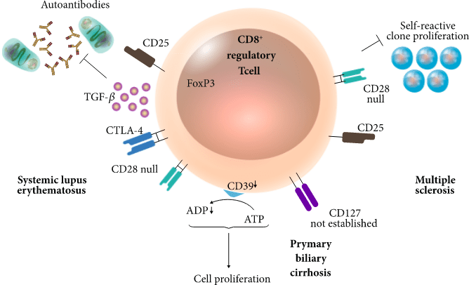 成立一年多即获礼来默沙东5500万美元投资初创通过激活cd8调节性t细胞
