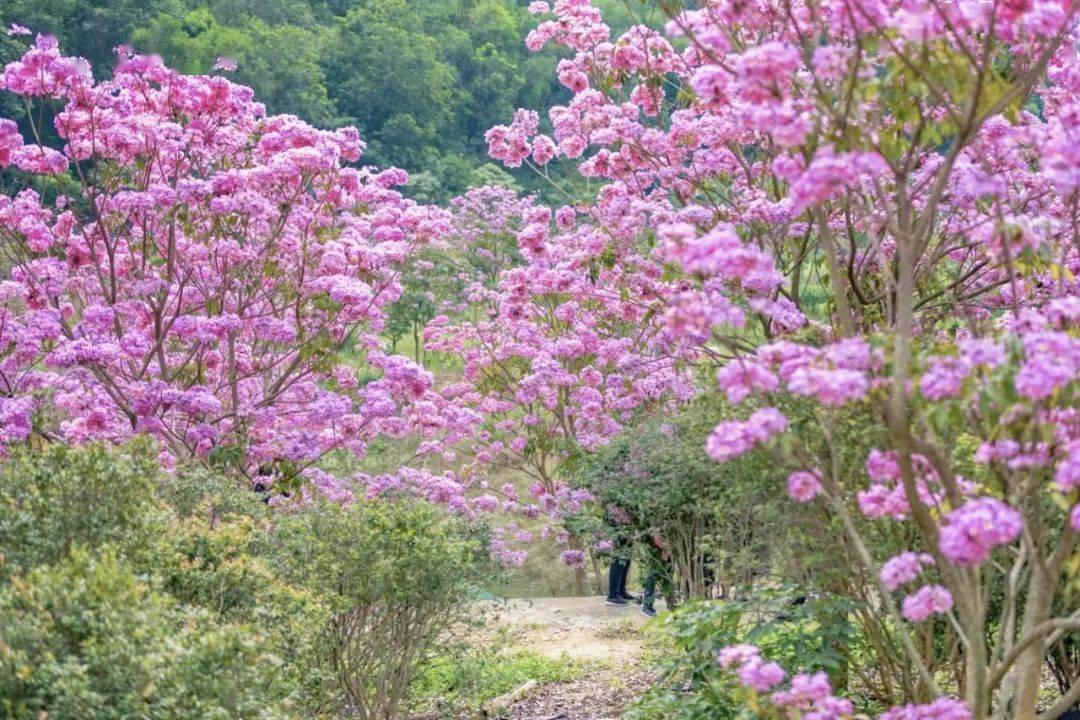 越過金秋稻田,穿過竹林小溪 跨過最美鄉村 欣賞粉色版黃花風鈴木 行走