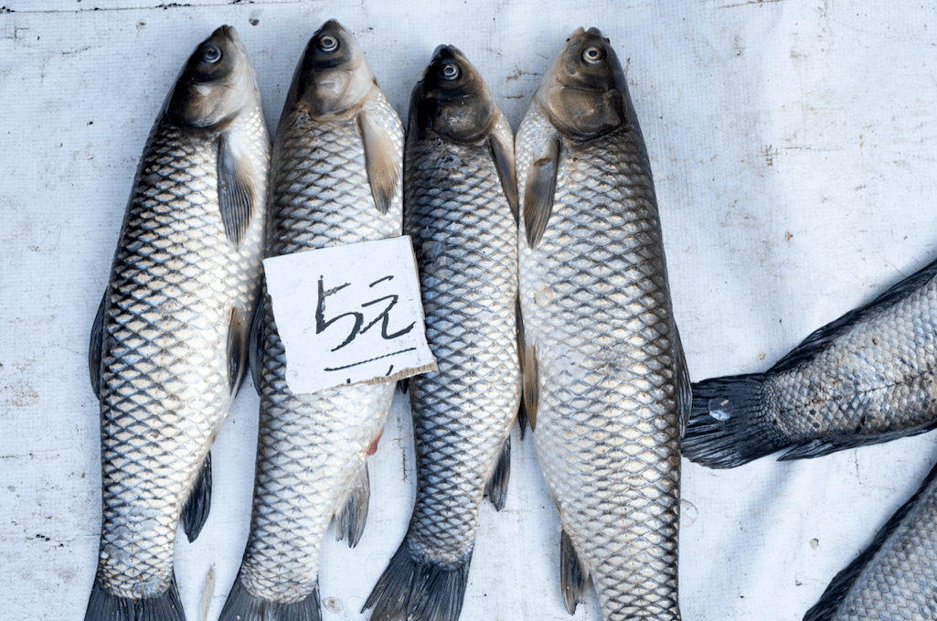 爆发|79人感染7人死亡！致命病菌爆发！厦门人，最近吃鱼要小心！