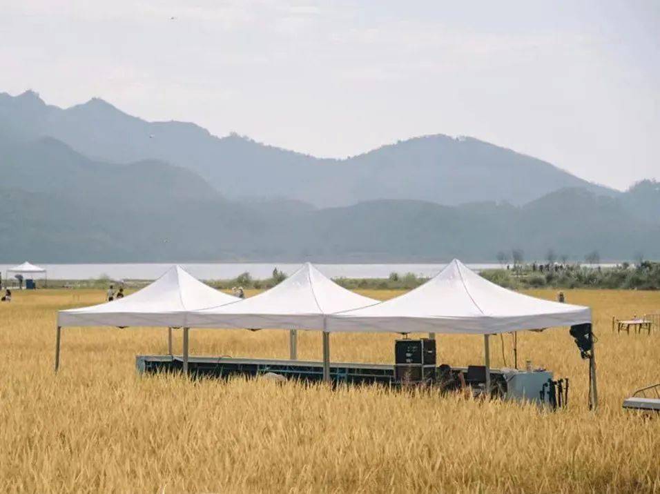 在满目金黄的稻田里支起天幕和帐篷点燃夜晚的篝火我们邀请单身的你