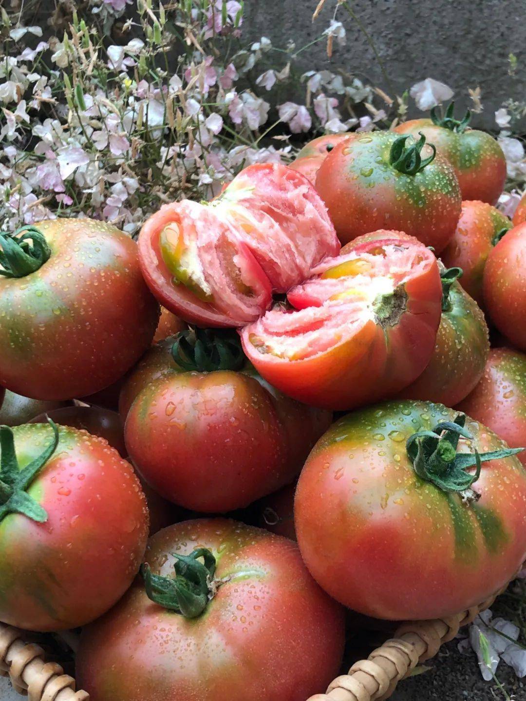 亩产高达15000斤,这款口感番茄黄金酸甜比例,风味浓郁!_品种