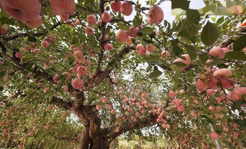 2020年10月27日,在中国·山东国际苹果节上,蓬莱古树获得"中国现存