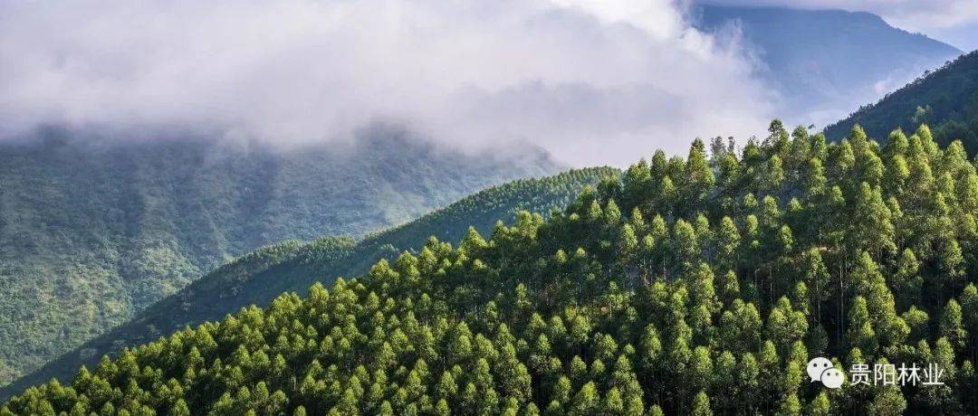 国家林业和草原局关于印发《建设项目使用林地、草原及在森林和野生动物类型国家级自然保护区建设行政许可委托工作监管办法》的通知