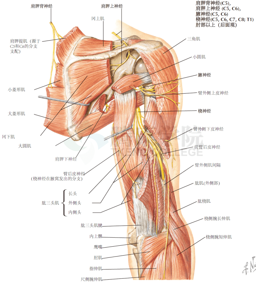运动、感觉和反射的临床表现。2.肩胛神经、腋神经和桡神经（肘部以上）肩胛背神经(c5)支配肩胛提肌和