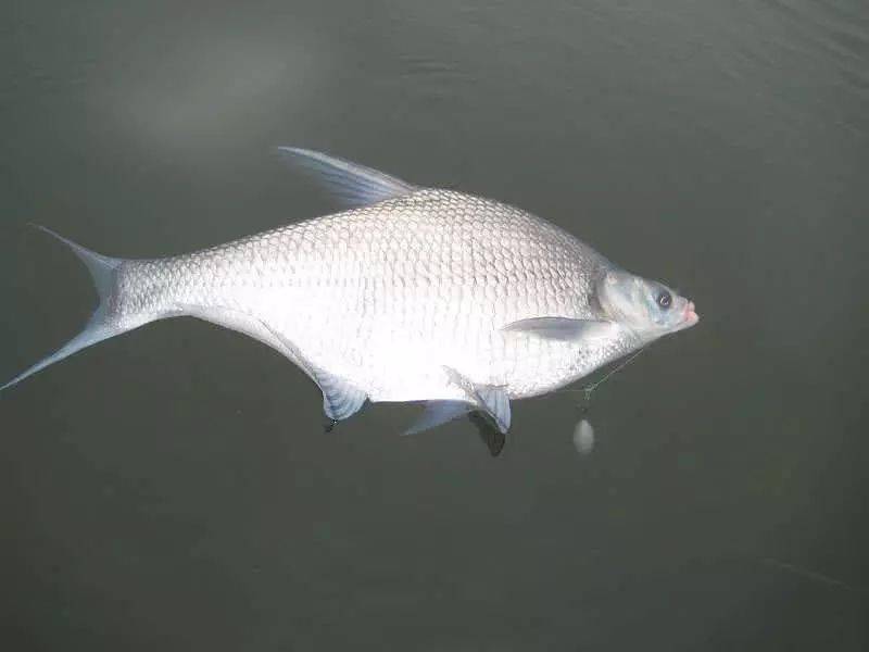 这里的鳊鱼特别好钓钓上一条就会引来一群