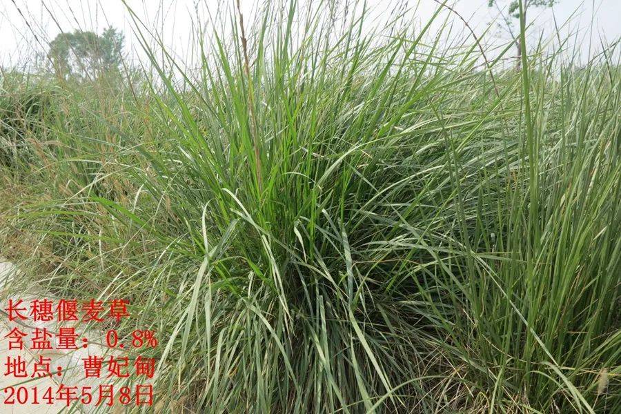 遗传所在长穗偃麦草滨海草带研究中取得进展