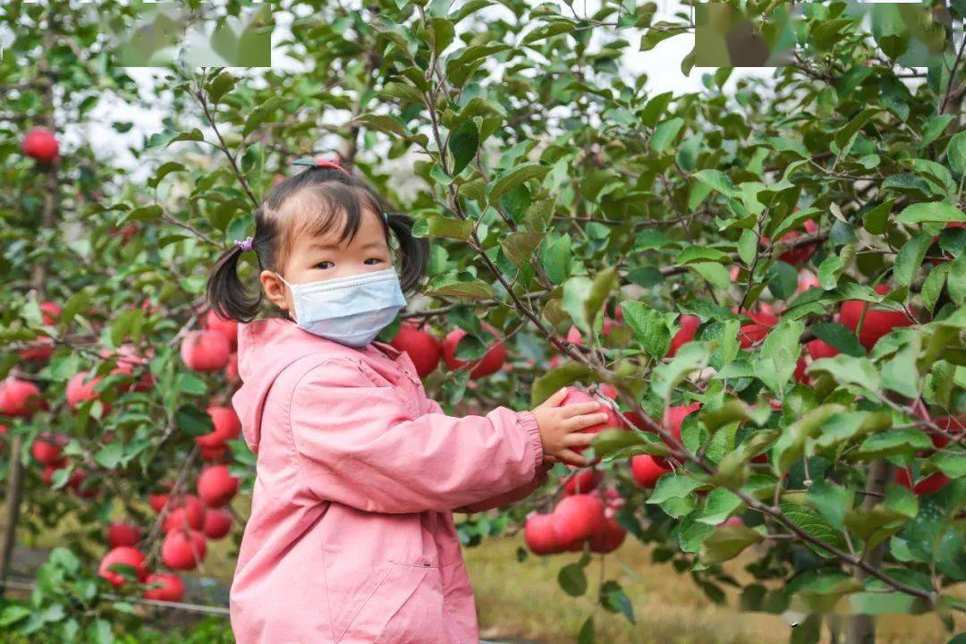 游客|摘苹果，品鲜美！满满都是丰收的快乐！