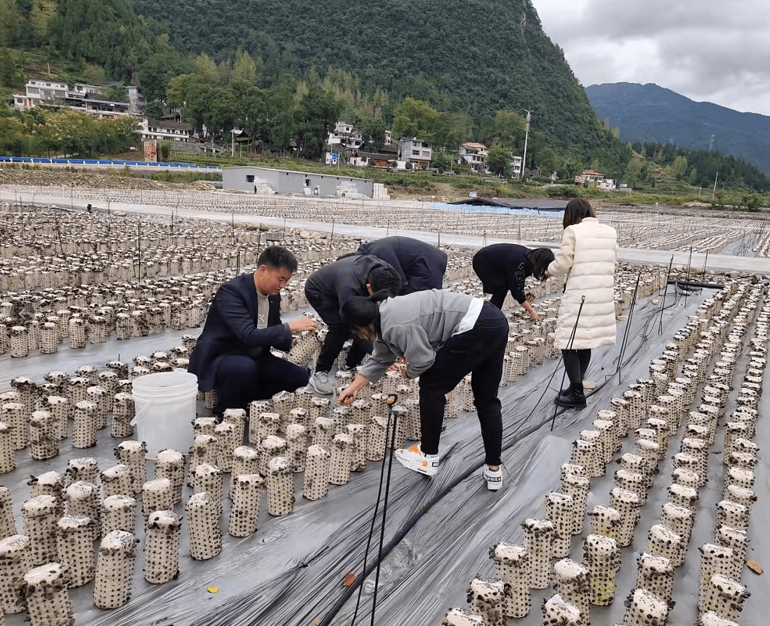 国家食用菌产业技术体系专家赴黔东南州试验站开展调研