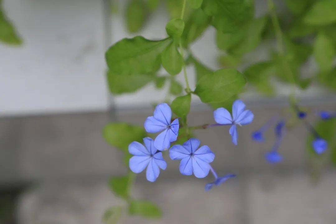 草木之约 蓝花丹 今天是我的show Time 幽丛