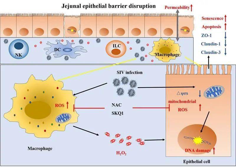 sivmac239病毒感染急性期獼猴空腸上皮屏障損傷機制示意圖目前研究