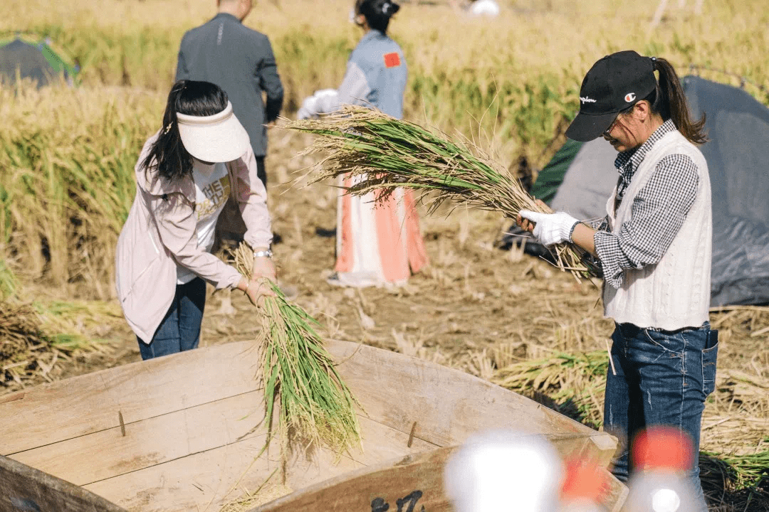 魔力|庐源稻香生活节|与稻禾相约,定格此刻美好