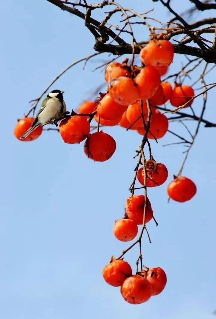 大衣时髦入冬，穿亮色！