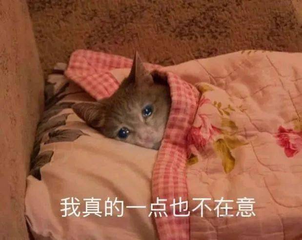 貓咪半夜給前任發了條消息？？不結婚很難收場kswl 搞笑整蠱 第2张