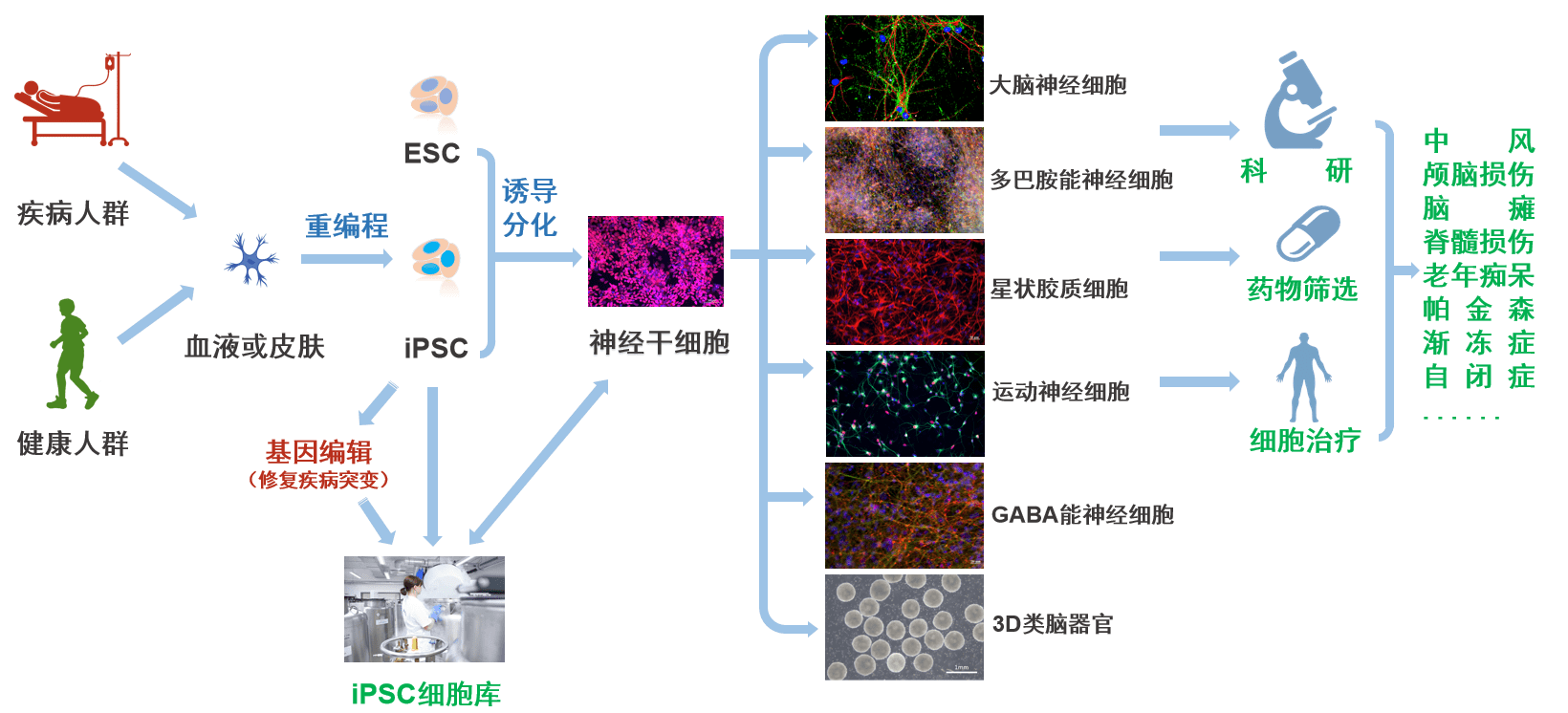 推进ipsc细胞治疗产品临床试验霍德生物完成数亿元b轮融资