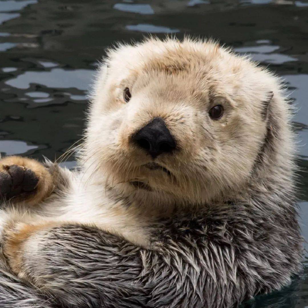 海獭：我们爱搓手手才不仅仅是为了卖萌_搜狐网, image size:1080x1080