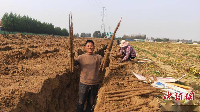 图为河北省大城县西马村山药种植田里,村民展示收获的山药. 邓建民 摄