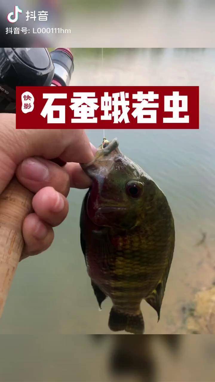 水生动物石蚕图片