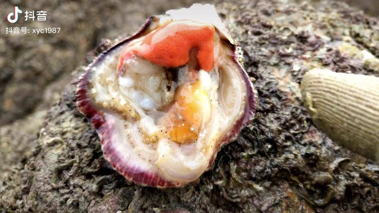 180一斤的贝柱肉壳像牡蛎肉像扇贝看似石头老渔民才知美味新农人计划
