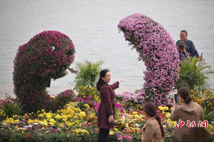 目光|菊花盛开点缀南京秋天 “七彩炫菊”成新宠