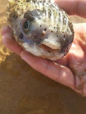 河豚你见过了 带刺的河豚你见过吗?