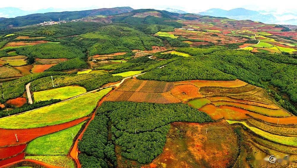 航拍:红土地的千年老龙树_东川