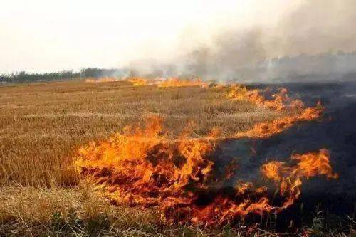 邻居家3亩玉米地全部烧毁!_火灾