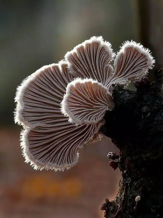 各种各样的蘑菇观察颜色和纹理