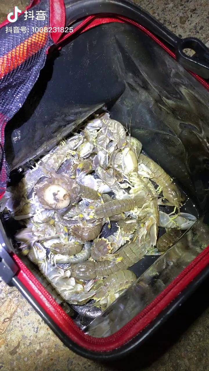 半夜赶海收获38只皮皮虾赶海开心一刻