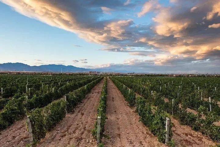 贺兰晴|线上云赏秋——疫情过后,来一场浪漫的酒庄之旅!