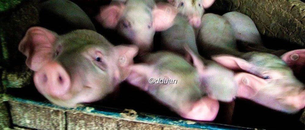 江北猪猡 · 与 · 上海肉店罢市_租界